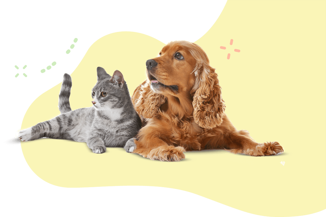 https://mivet.pet/wp-content/uploads/2019/08/hero_image_11.png