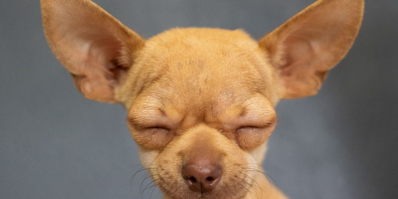 Síntomas de dolor en mascotas