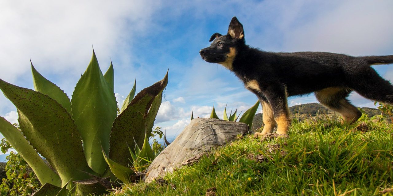 Importancia de la vacunación